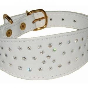 Leather Dog Collar (XPT-4113)